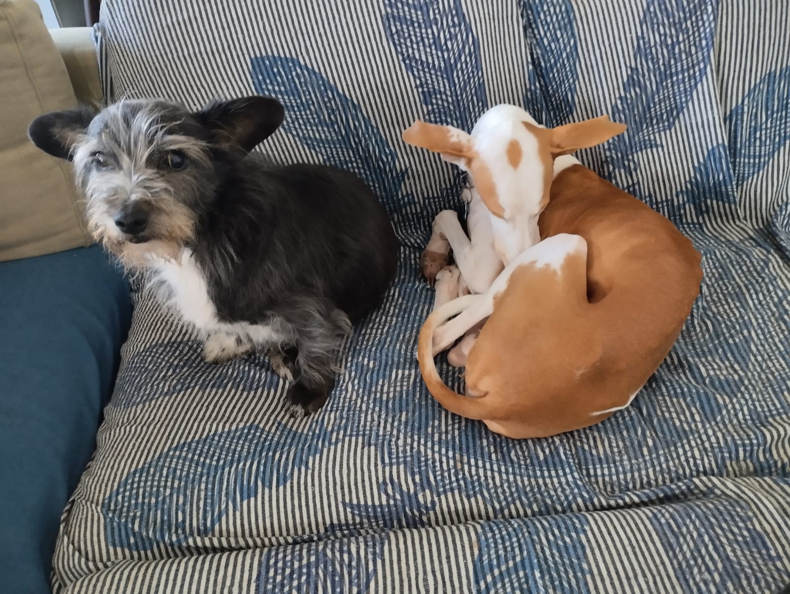 Mascota en guardería en casa